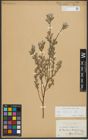 Foto von Salix repens subsp. repens L.